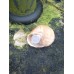 Snail shell geocache (magnetic with nano log)